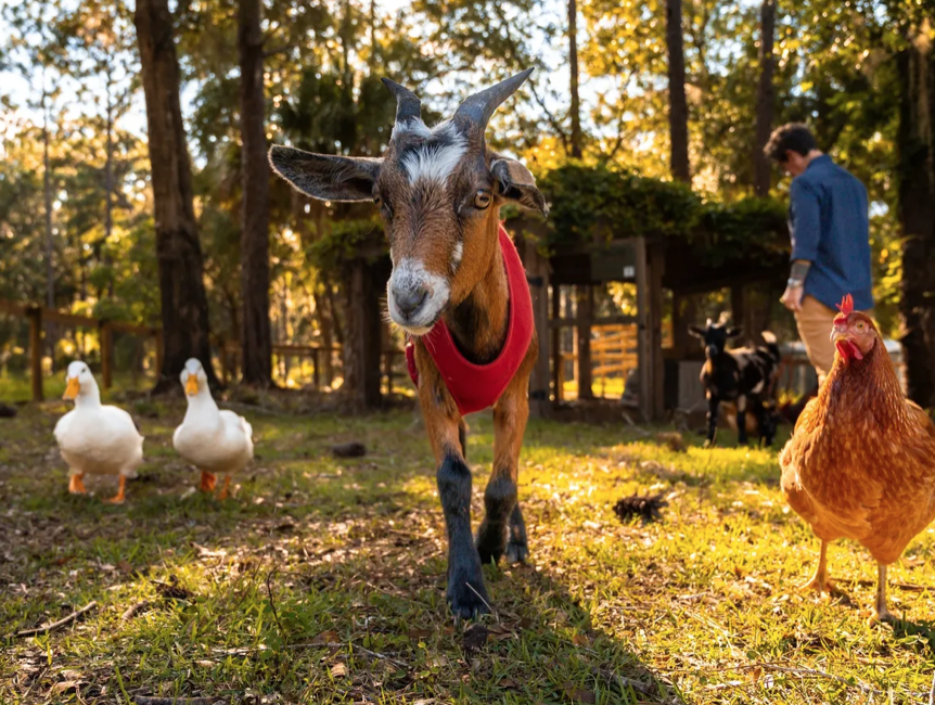 Goats, ducks, and chickens on the mini-farm at Full Circle